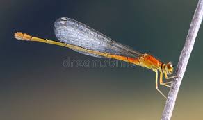 Attēlu rezultāti vaicājumam “Ischnura pumilio”