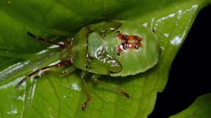 Attēlu rezultāti vaicājumam “Elasmostethus interstinctus nymph”