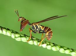 Attēlu rezultāti vaicājumam “Neuroptera”