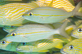 Image result for Haemulon aurolineatum