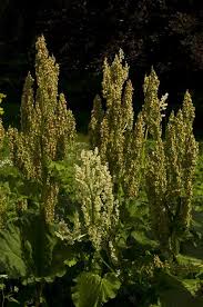 Attēlu rezultāti vaicājumam “Rheum rhabarbarum”