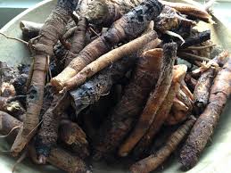 Attēlu rezultāti vaicājumam “Arctium lappa fruit”