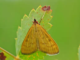 Attēlu rezultāti vaicājumam “Mecyna flavalis”