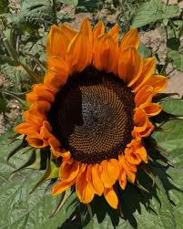 Attēlu rezultāti vaicājumam “Helianthus annuus fruit”