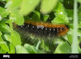 Attēlu rezultāti vaicājumam “Arctia caja larva”