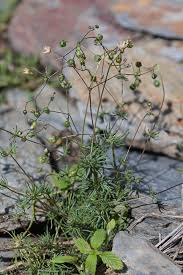 Attēlu rezultāti vaicājumam “Spergula morisonii”