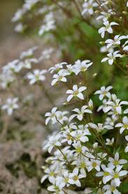 Attēlu rezultāti vaicājumam “Saxifragaceae”