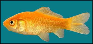 Attēlu rezultāti vaicājumam “Carassius auratus”