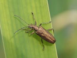 Attēlu rezultāti vaicājumam “Donacia dentata”