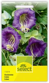 Image result for Glockenrebe