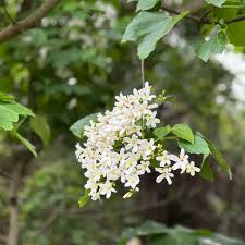 Attēlu rezultāti vaicājumam “Amelanchier spicata flower”