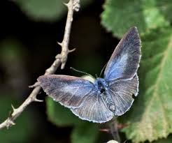 Attēlu rezultāti vaicājumam “Celastrina argiolus”