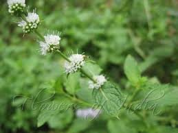 Attēlu rezultāti vaicājumam “Mentha spicata flower”