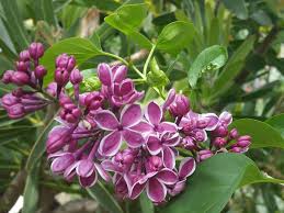 Attēlu rezultāti vaicājumam “Syringa vulgaris fruit”