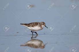 Attēlu rezultāti vaicājumam “Calidris minuta”