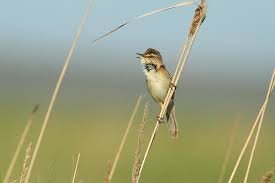 Image result for Acrocephalus agricola