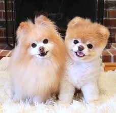 Image result for boo