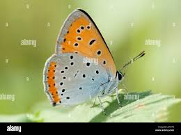 Attēlu rezultāti vaicājumam “Lycaena dispar underside”