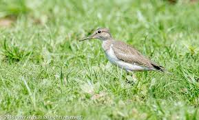 Attēlu rezultāti vaicājumam “Actitis hypoleucos”