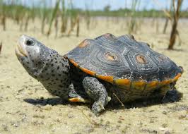 Image result for Malaclemys terrapin