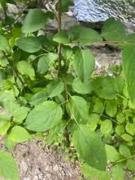 Attēlu rezultāti vaicājumam “Malus prunifolia”