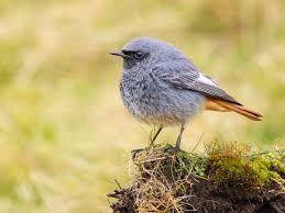 Attēlu rezultāti vaicājumam “Phoenicurus ochruros”