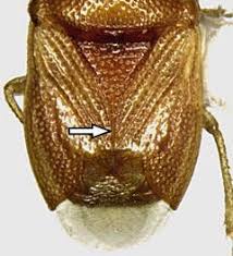 Attēlu rezultāti vaicājumam “Cydnidae”