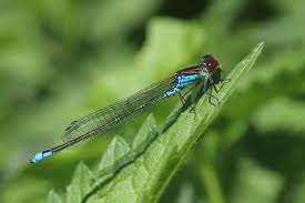 Attēlu rezultāti vaicājumam “Erythromma najas”