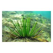 Attēlu rezultāti vaicājumam “Isoetes lacustris”