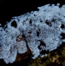 Attēlu rezultāti vaicājumam “Ceratiomyxaceae”