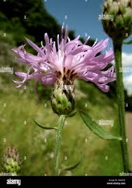 Attēlu rezultāti vaicājumam “Centaurea stoebe”