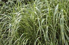 Image result for Miscanthus sinensis Zebrina