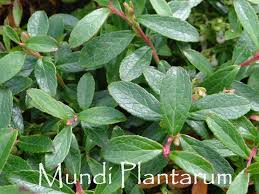 Attēlu rezultāti vaicājumam “Gaultheria cuneata”