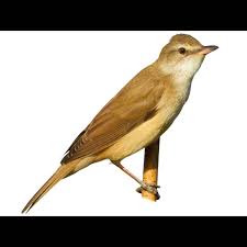 Image result for Acrocephalus arundinaceus