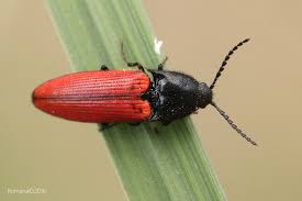 Attēlu rezultāti vaicājumam “Ampedus sanguineus”