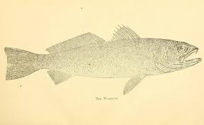 Image result for Cynoscion regalis