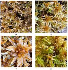 Attēlu rezultāti vaicājumam “Sphagnum inundatum”