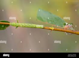 Attēlu rezultāti vaicājumam “Lacanobia contigua larva”