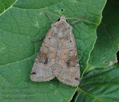 Attēlu rezultāti vaicājumam “Xestia baja”