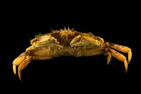 Image result for Metacarcinus magister