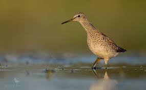 Attēlu rezultāti vaicājumam “Tringa glareola”