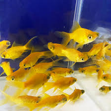 Image result for 出目金