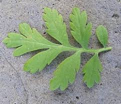 Image result for Tanacetum parthenium