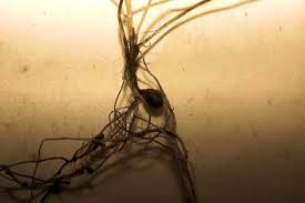 Attēlu rezultāti vaicājumam “Stuckenia filiformis bud”