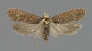 Attēlu rezultāti vaicājumam “Depressaria depressana”