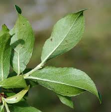 Attēlu rezultāti vaicājumam “Salix myrsinifolia leaf”
