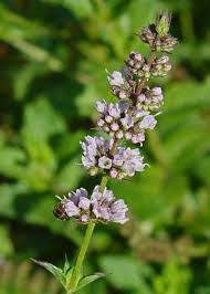 Attēlu rezultāti vaicājumam “Mentha spicata flower”