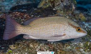 Image result for Lutjanus colorado