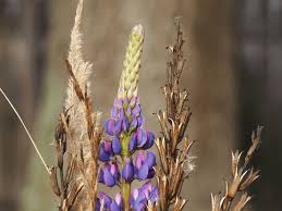 Attēlu rezultāti vaicājumam “Carex dioica”
