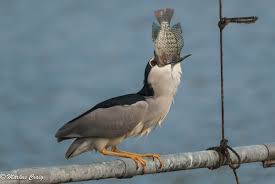 Image result for Nycticorax nycticorax